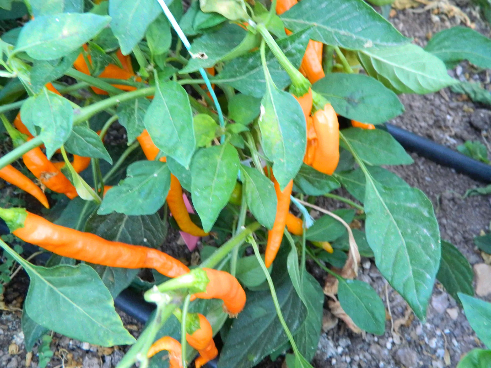 HJ3 Solar Flare Space Chilli Seeds - Image 10