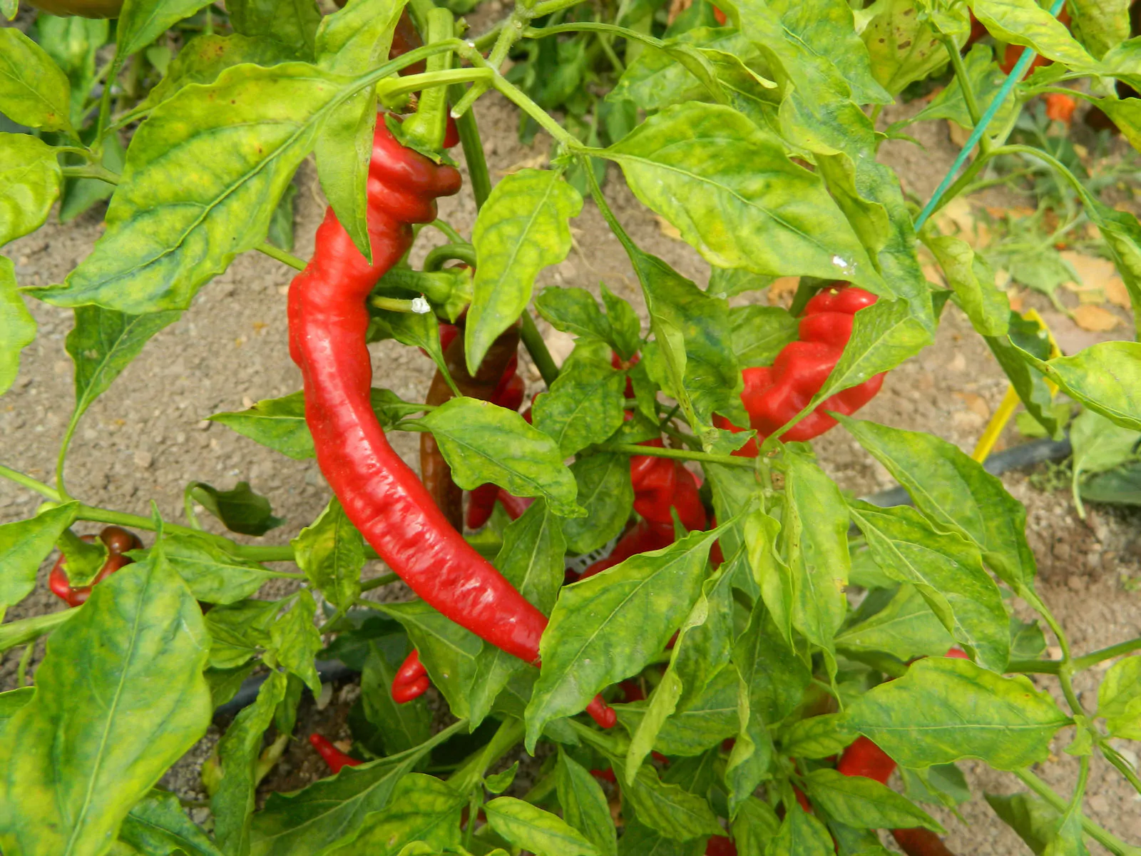 HJ6 Pulsar Space Chilli Seeds - Image 7