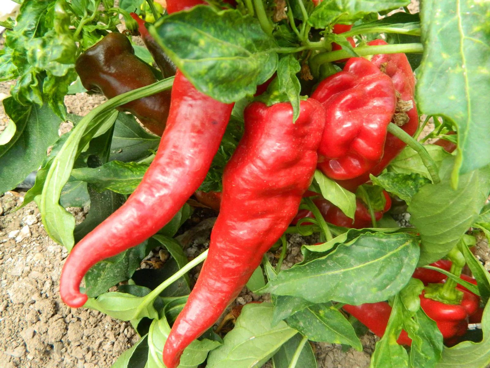 Hangjiao HJ6 Pulsar Space Chilli