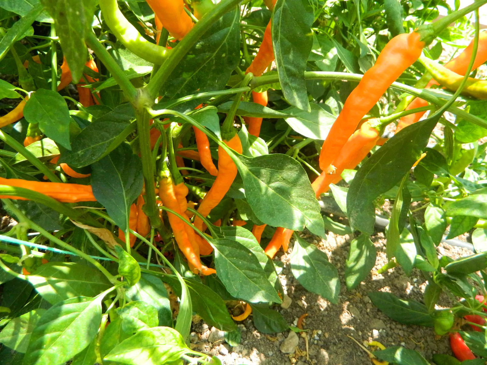 HJ3 Solar Flare Space Chilli Seeds - Image 4