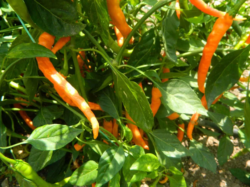 HJ3 Solar Flare Space Chilli Seeds - Image 11