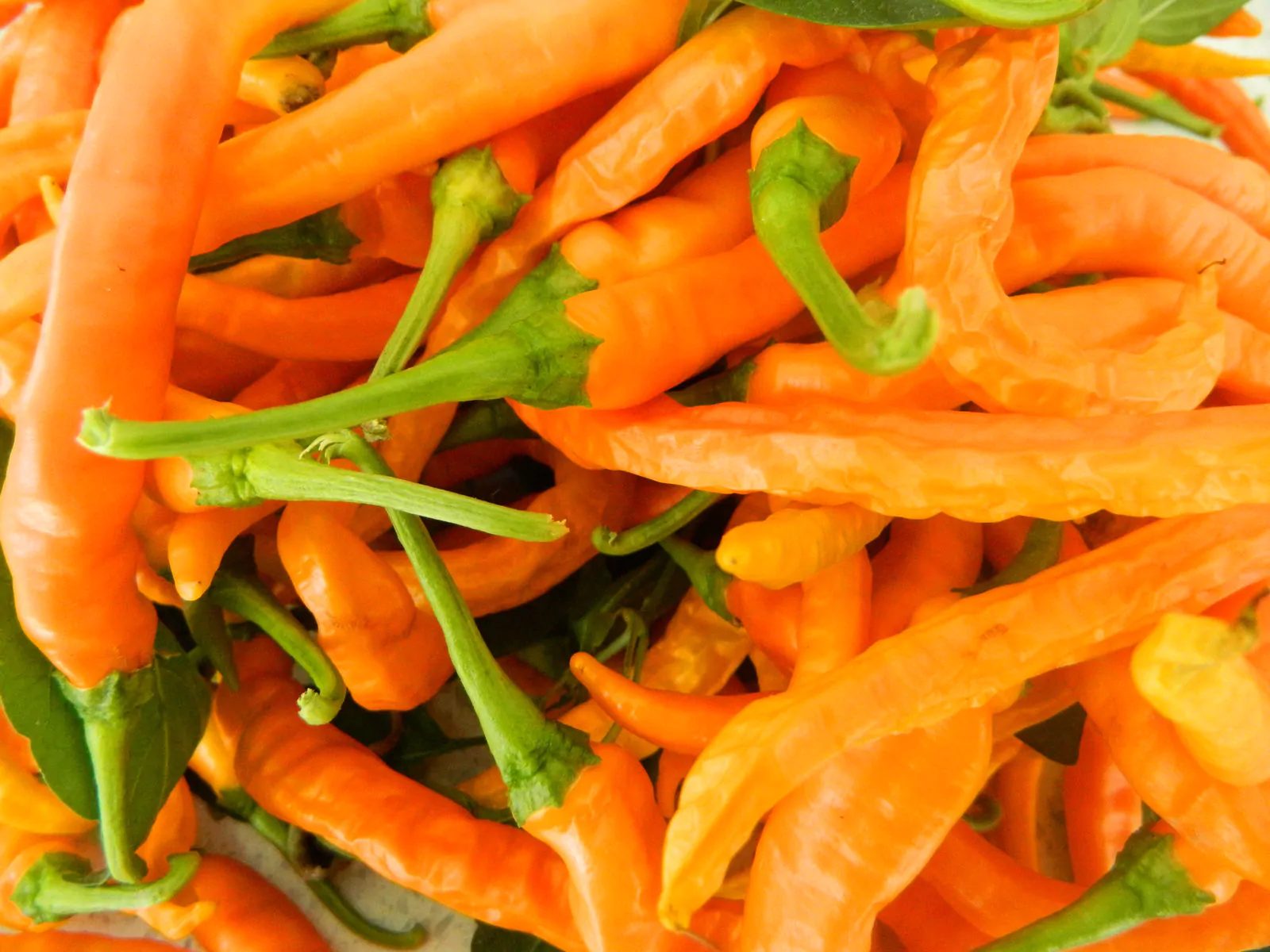 HJ3 Solar Flare Space Chilli Seeds - Image 8