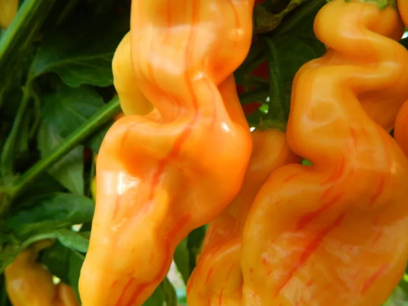 Sugar Rush Peach Stripey Chilli Seeds - Image 10