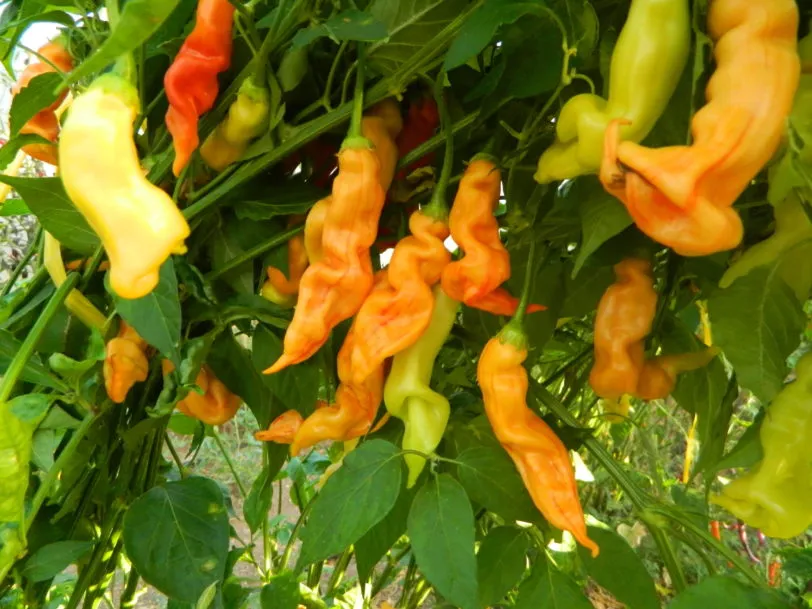 Sugar Rush Peach Stripey Chilli Seeds - Image 6
