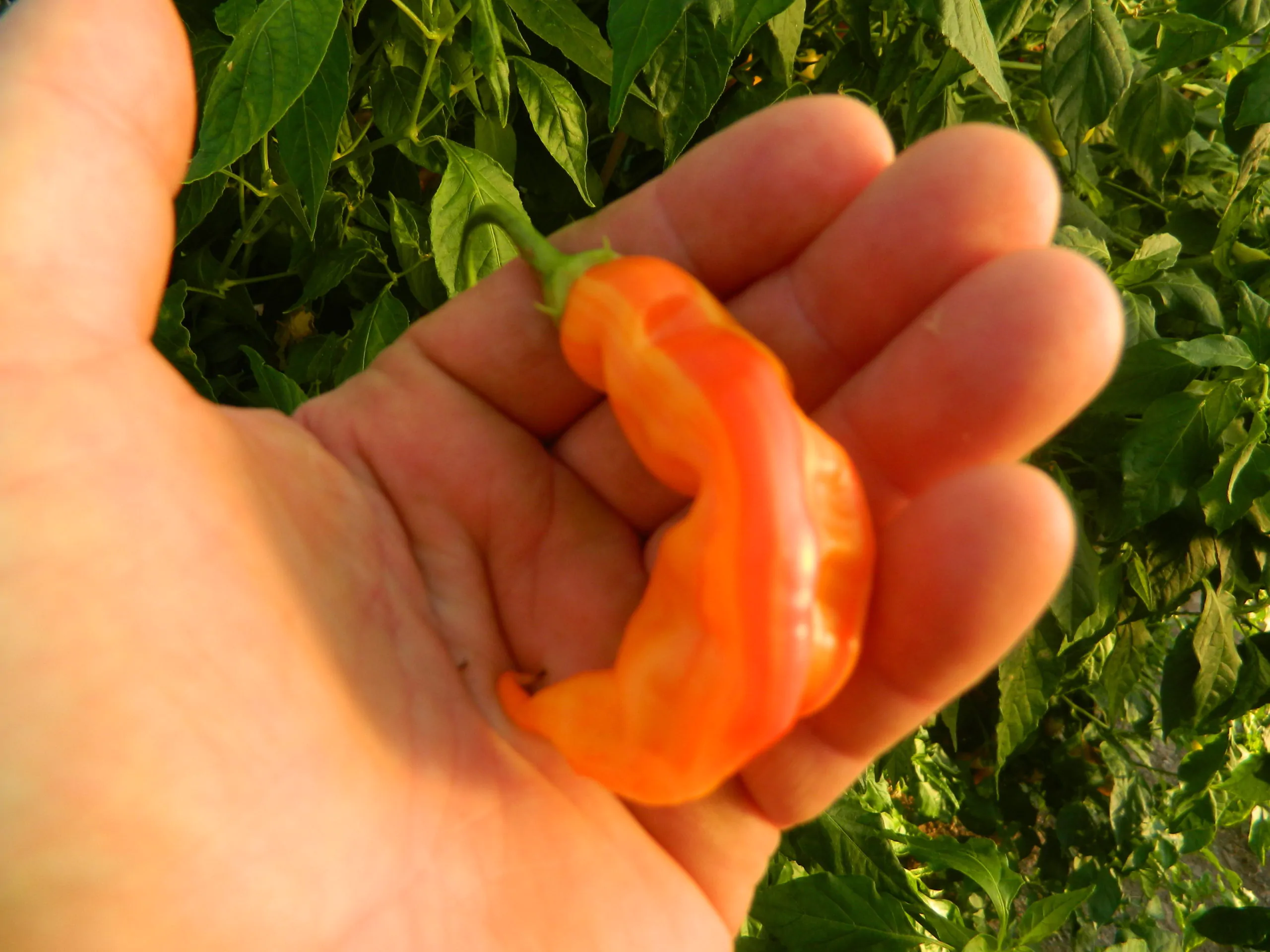 Sugar Rush Peach Stripey Chilli Seeds - Image 7