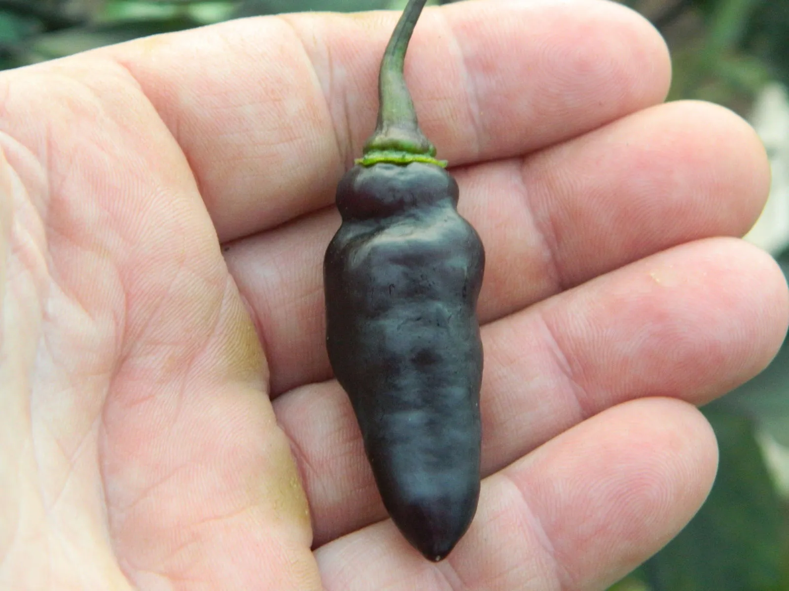 Pimenta da Neyde Chilli Seeds - Image 7