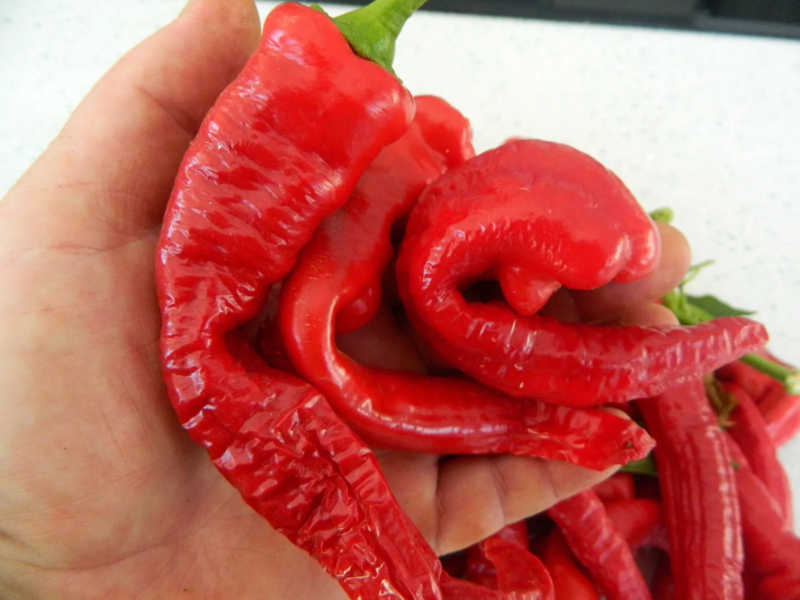 Cow horn Chilli Seeds - Image 5