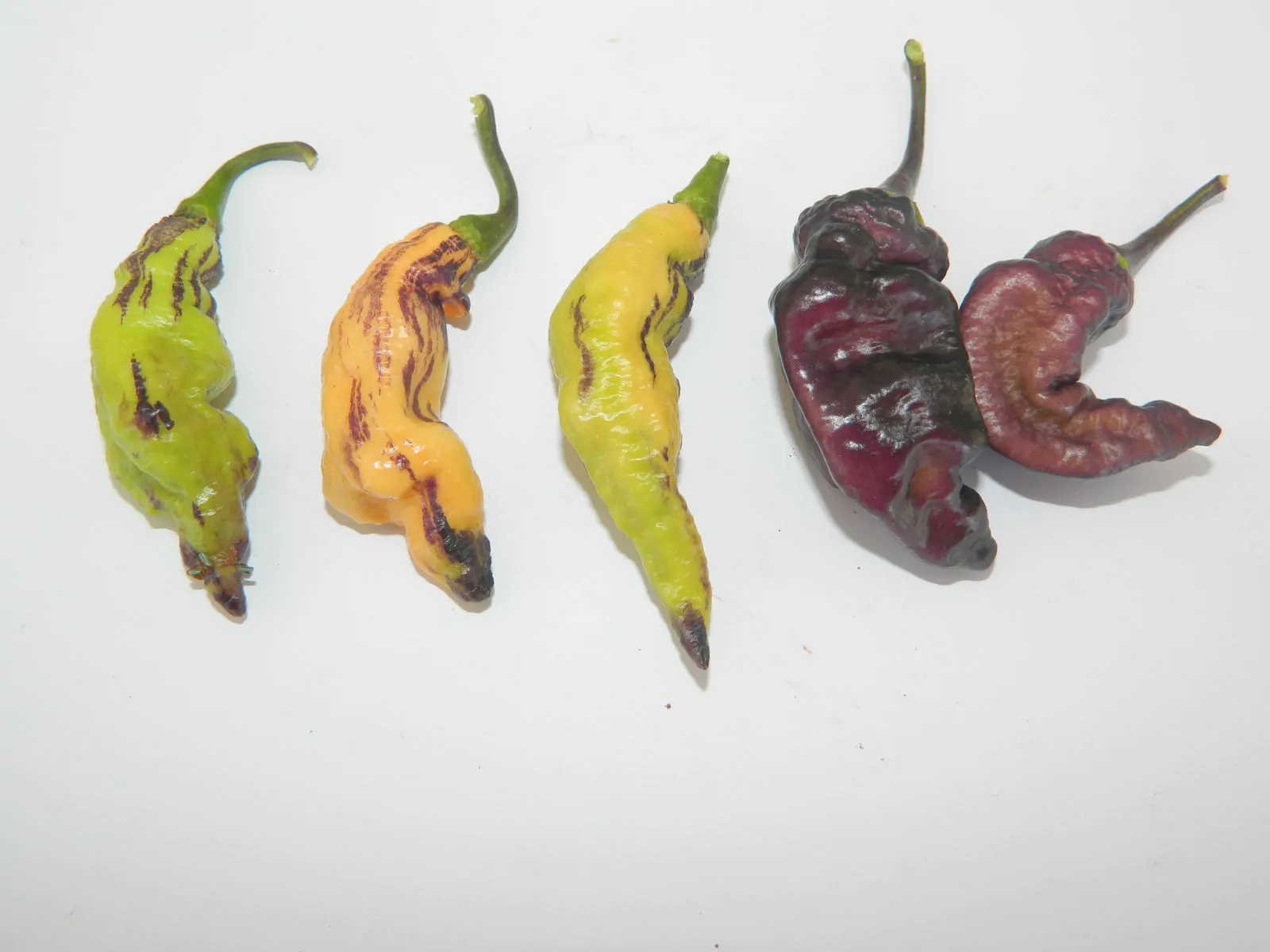 Pink Tiger Chilli Seeds - Image 7