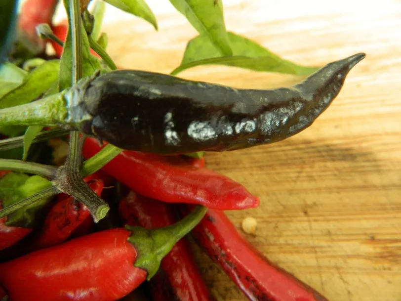 Purple Naga Jolokia Chilli Seeds - Image 5