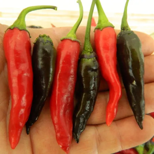 Purple Naga Jolokia Chilli Seeds