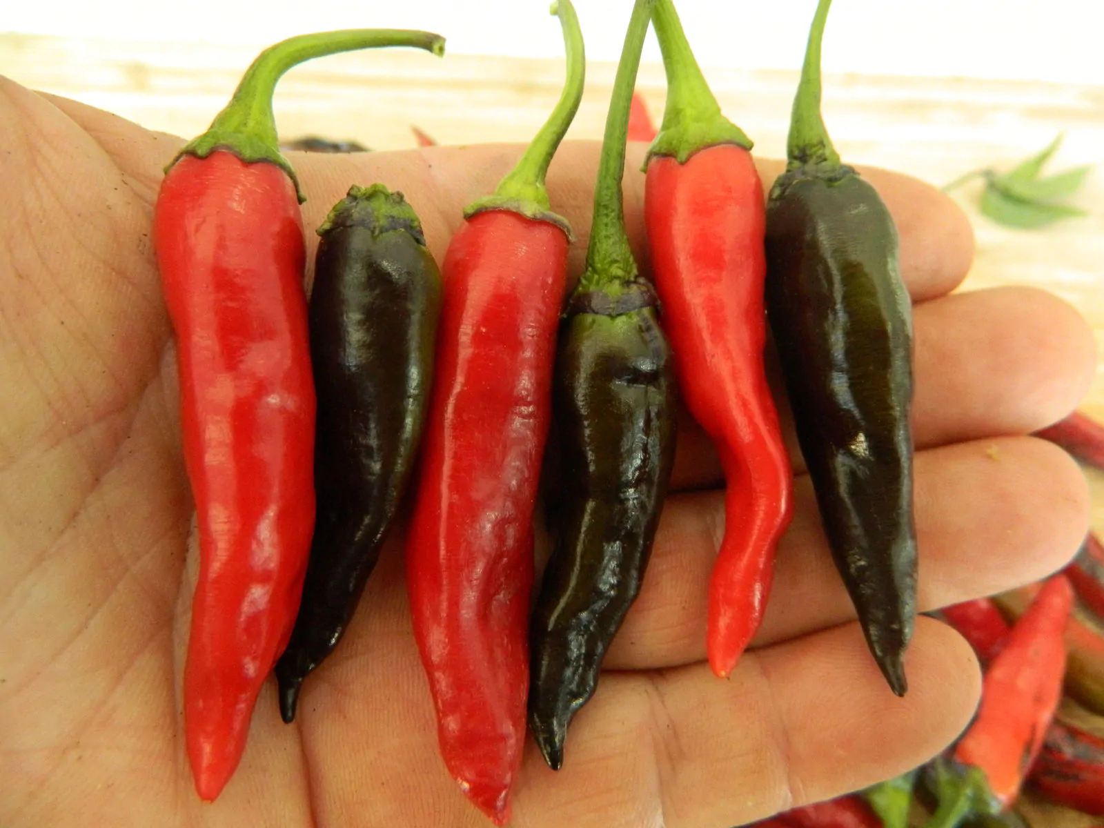 Purple Naga Jolokia Chilli Seeds