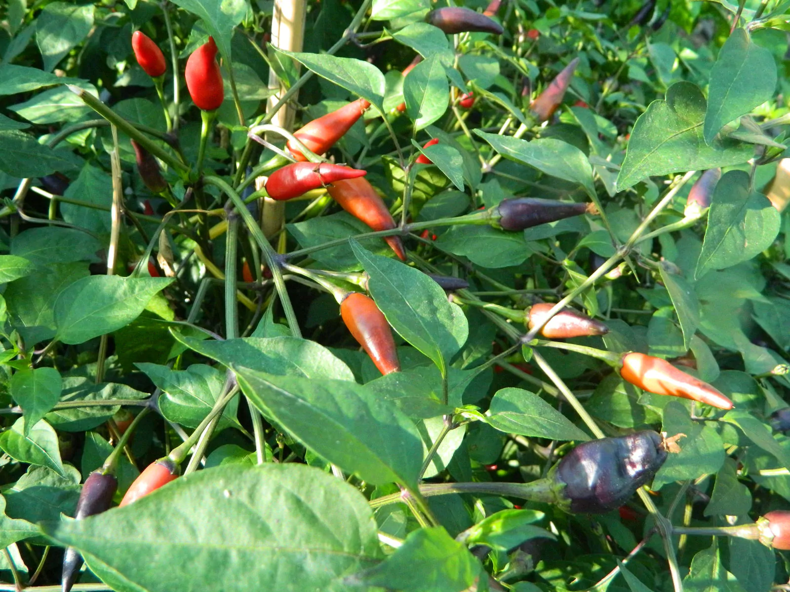 Cayenne Lilac Chilli Seeds - Image 5