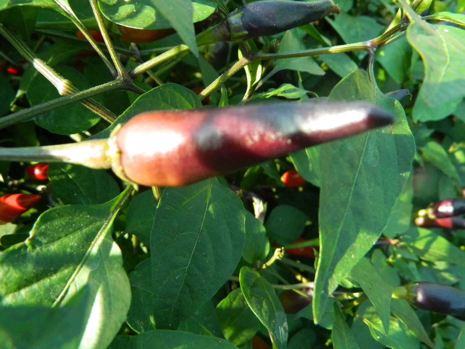 Cayenne Lilac Chilli Seeds - Image 4