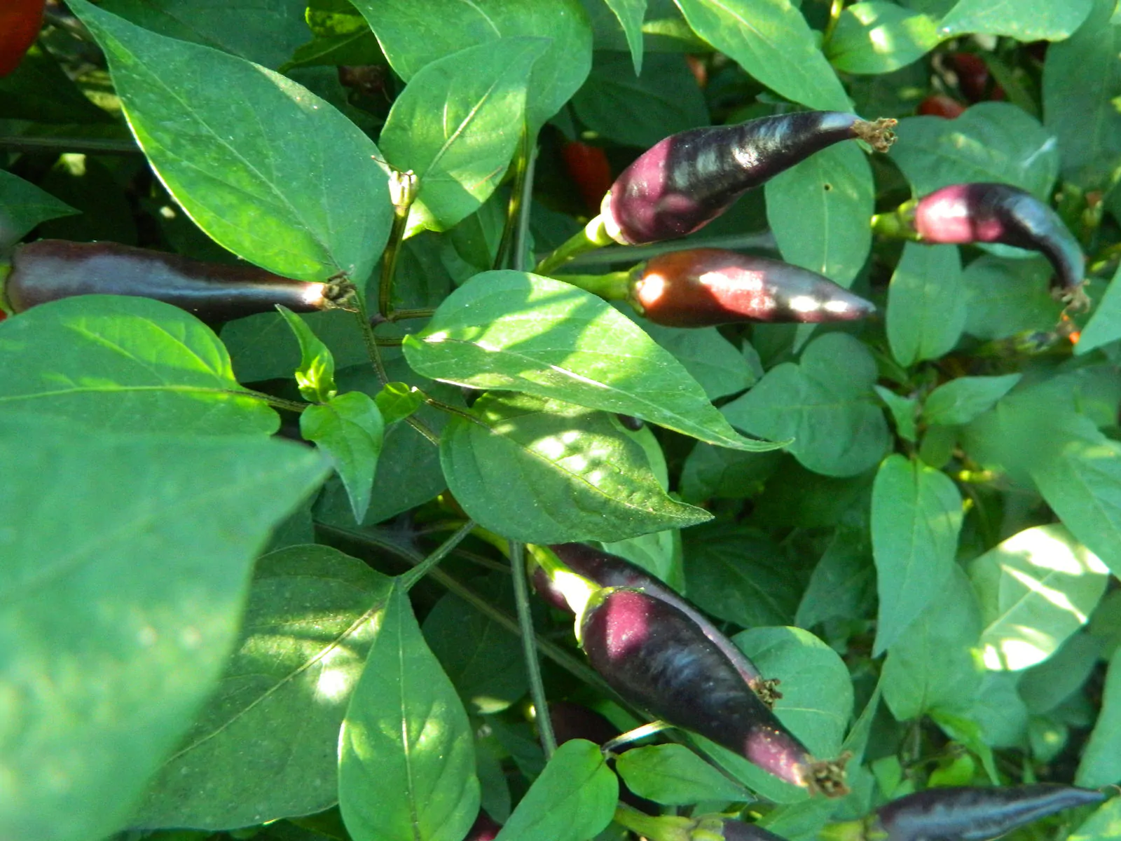 Cayenne Lilac Chilli Seeds - Image 6
