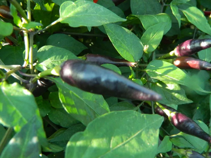 Cayenne Lilac Chilli Seeds - Image 7