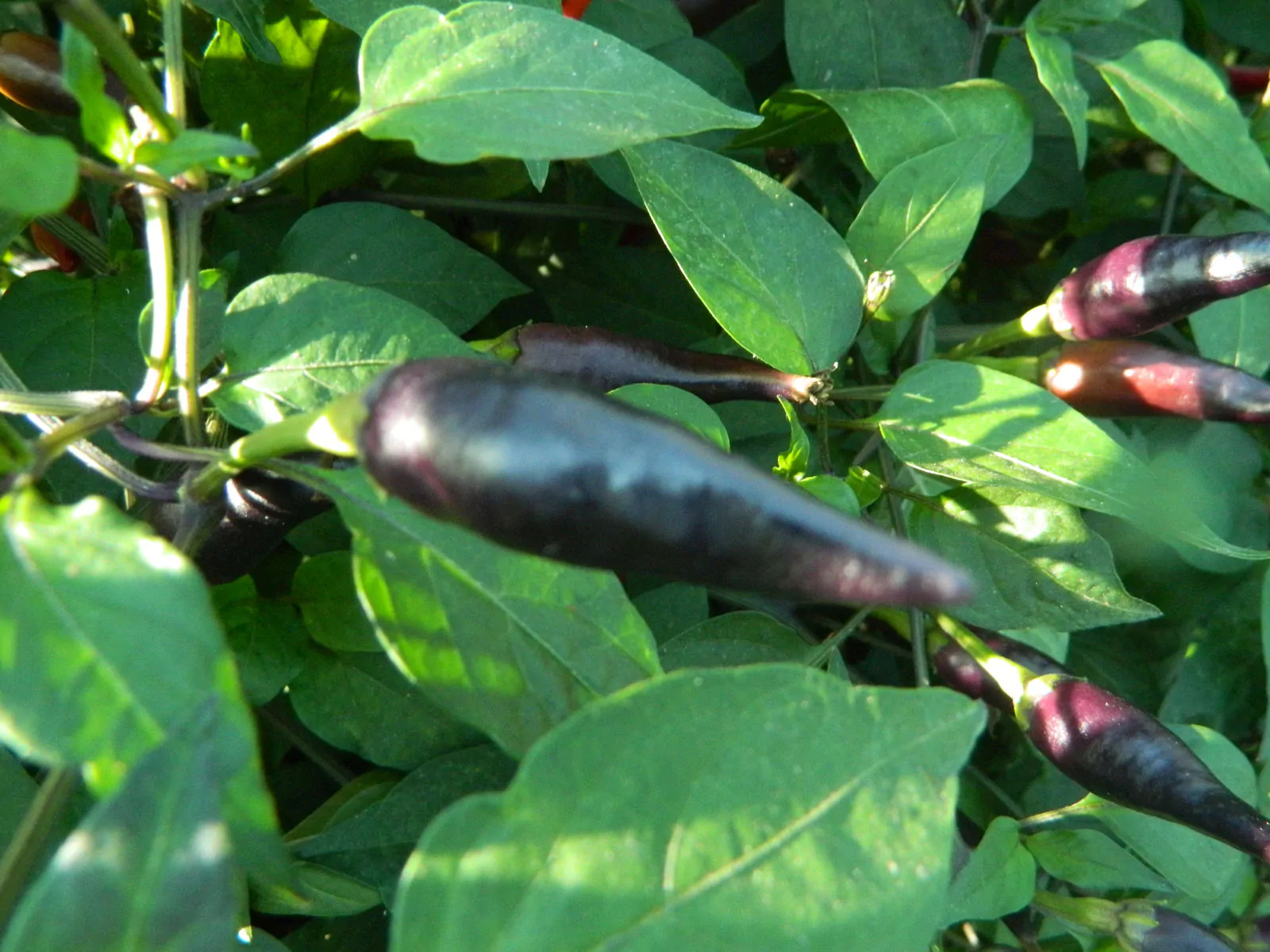 Cayenne Lilac Chilli Seeds - Image 7
