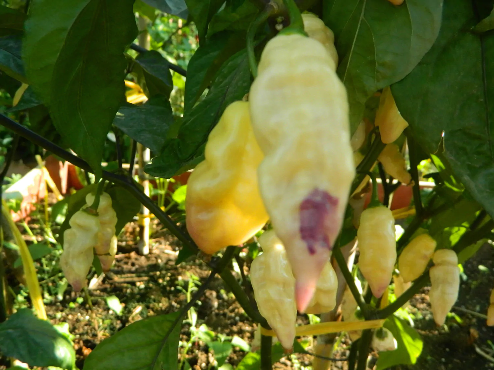 Bhut Jolokia Surprise Cream Chilli Seeds - Image 2