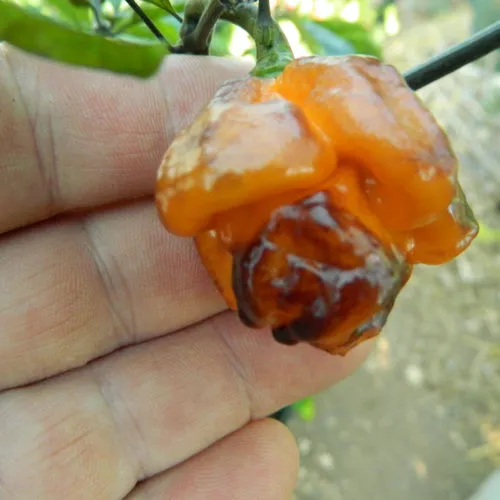 Pockmark Orange Chilli Seeds