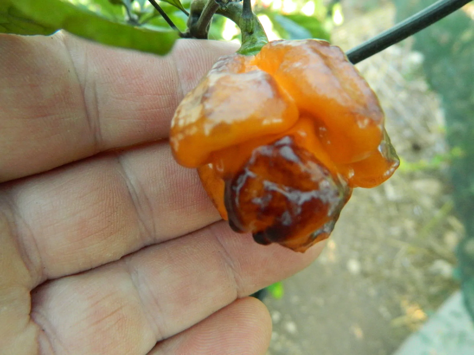 Pockmark Orange Chilli Seeds