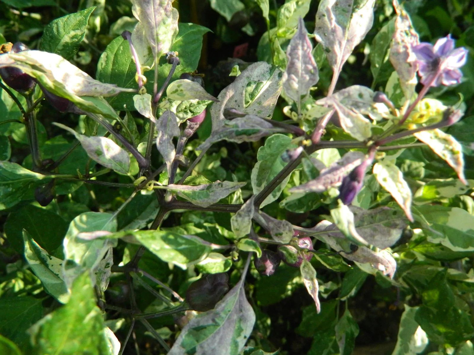 Purple Tiger Trifetti Chilli Seeds - Image 5