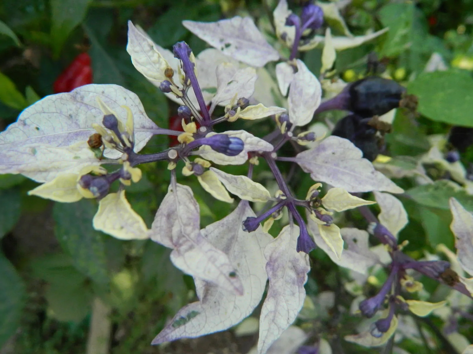 Purple Tiger Trifetti Chilli Seeds - Image 7