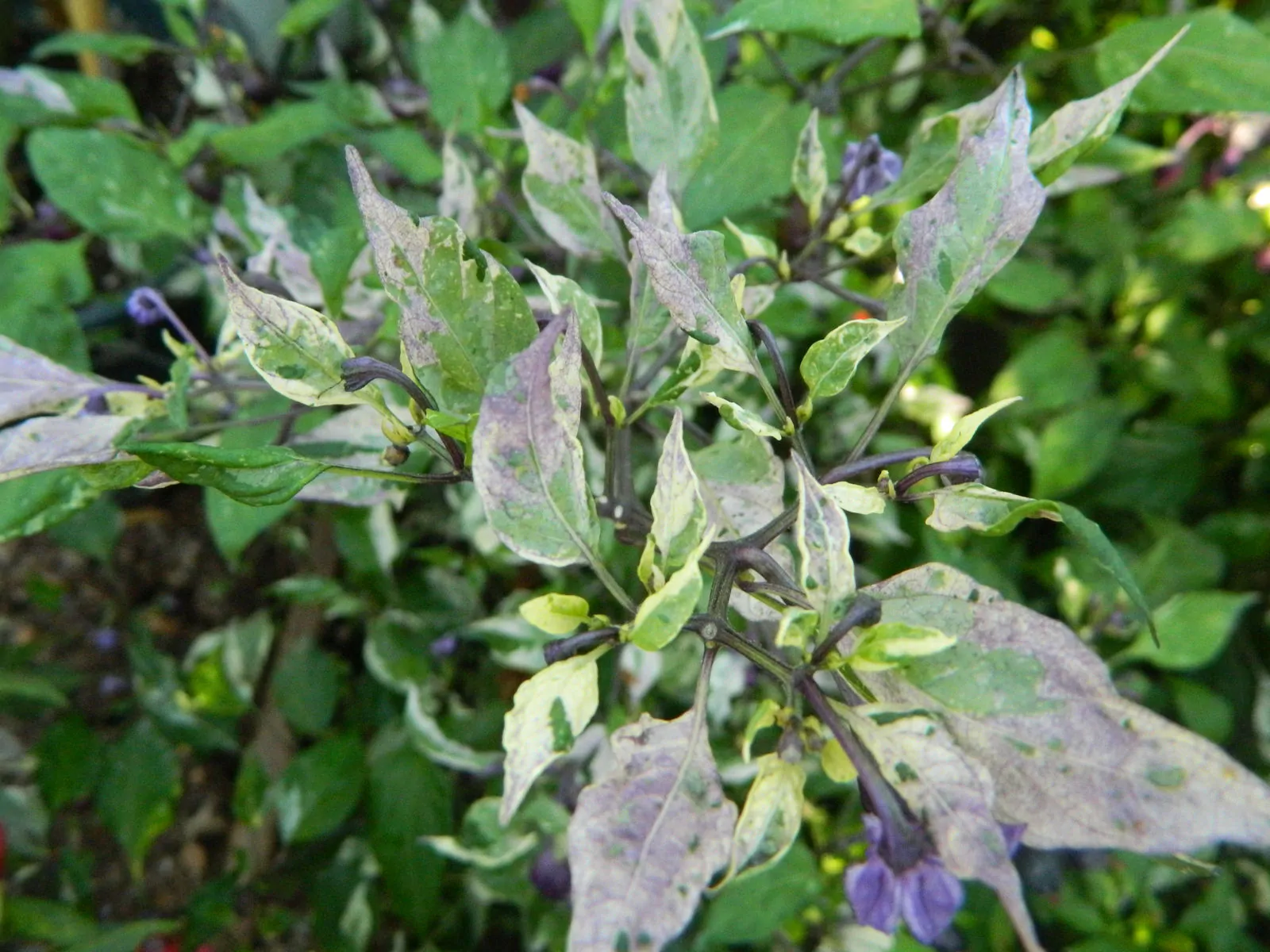 Purple Tiger Trifetti Chilli Seeds - Image 8