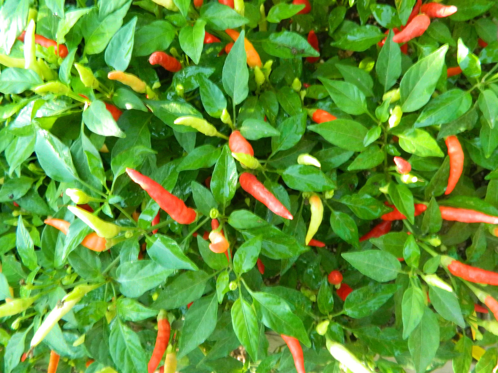 Basket Of Fire Chilli Seeds - Image 5