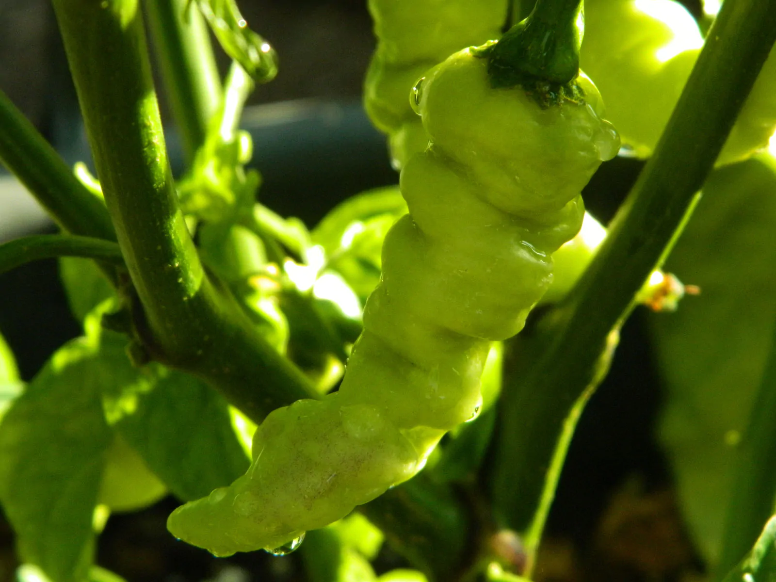 Faddas White Chilli Seeds - Image 7