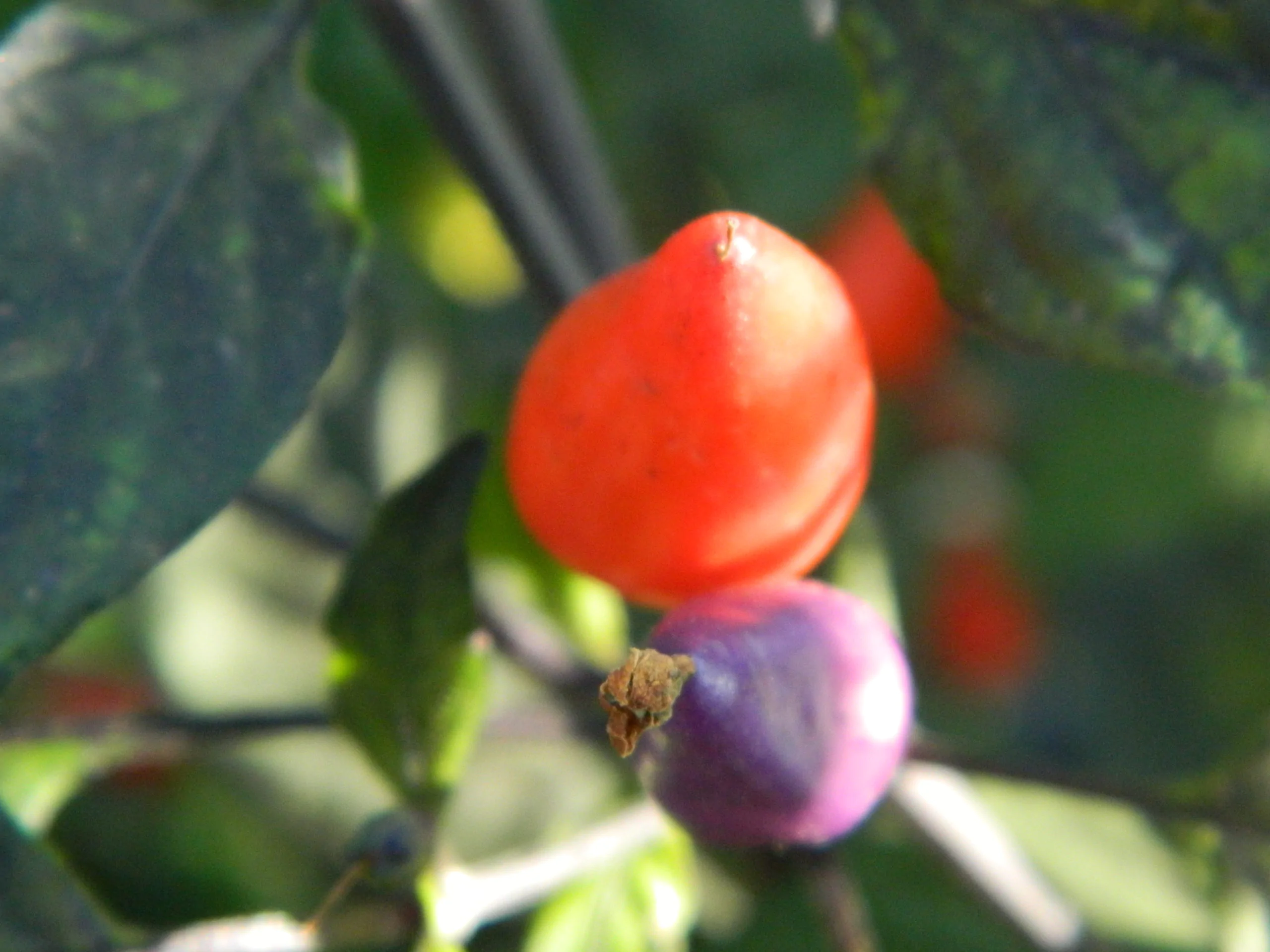 Dream Catcher Chilli Seeds - Image 3