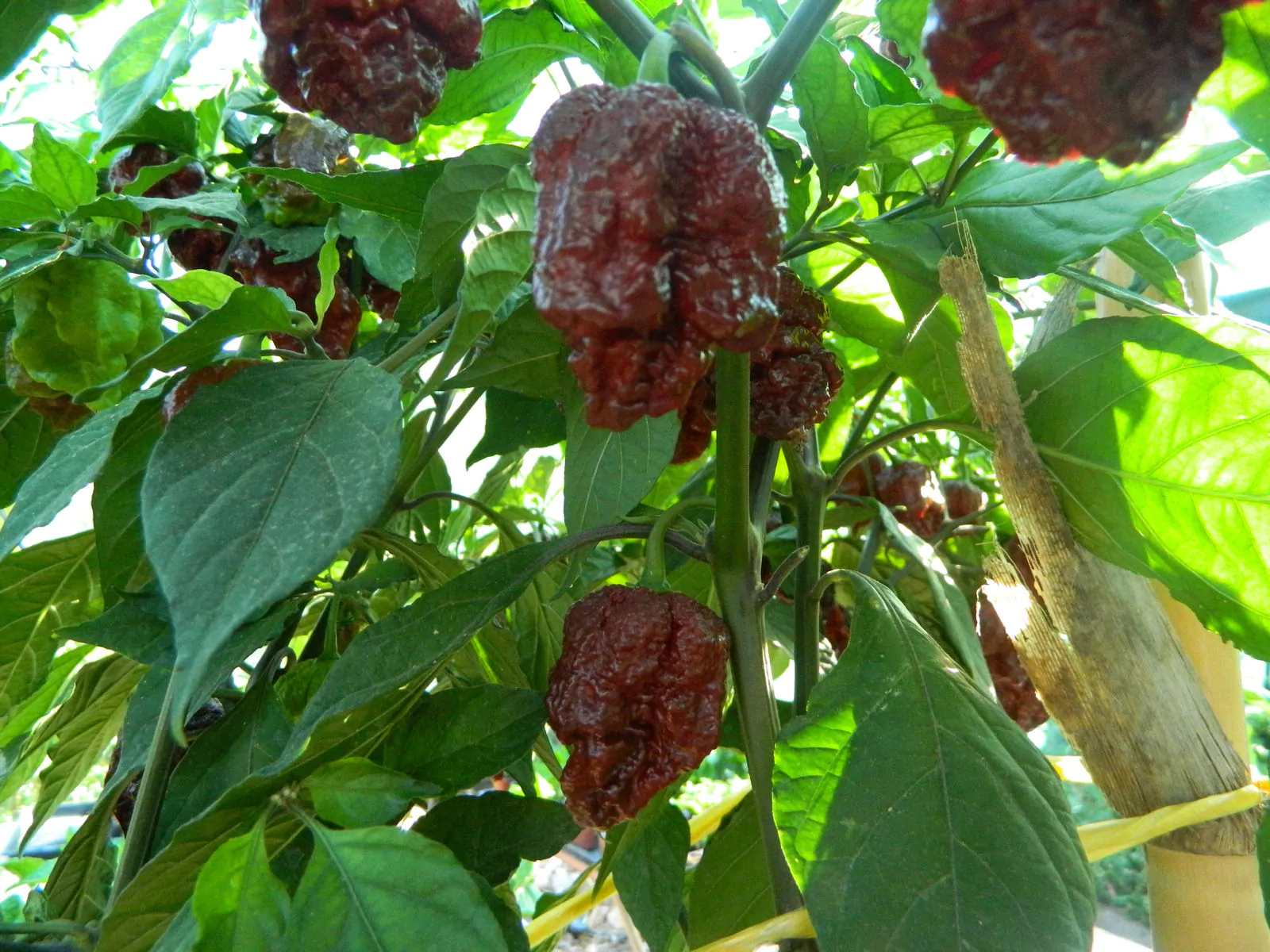 Jigsaw Chocolate Chilli Seeds - Image 6