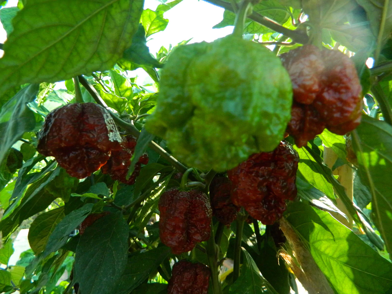 Jigsaw Chocolate Chilli Seeds - Image 7