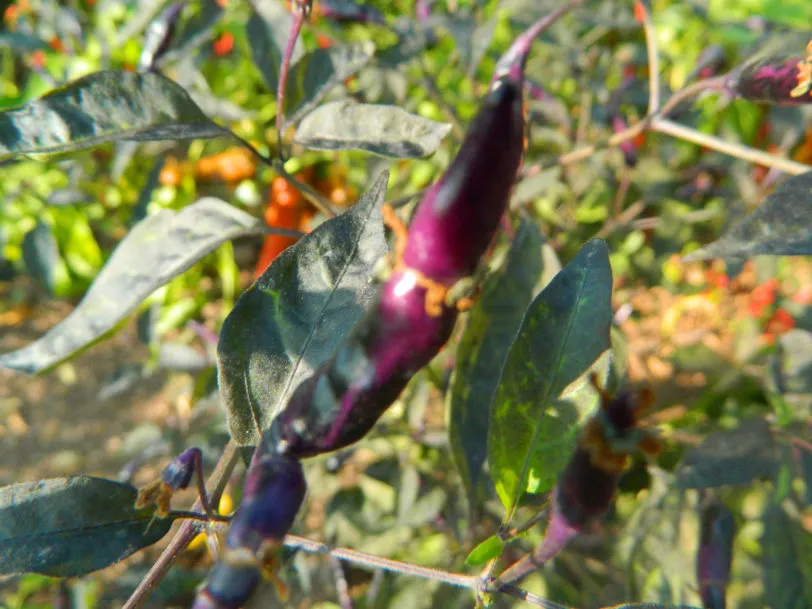 Kali Mirch Chilli Seeds - Image 3