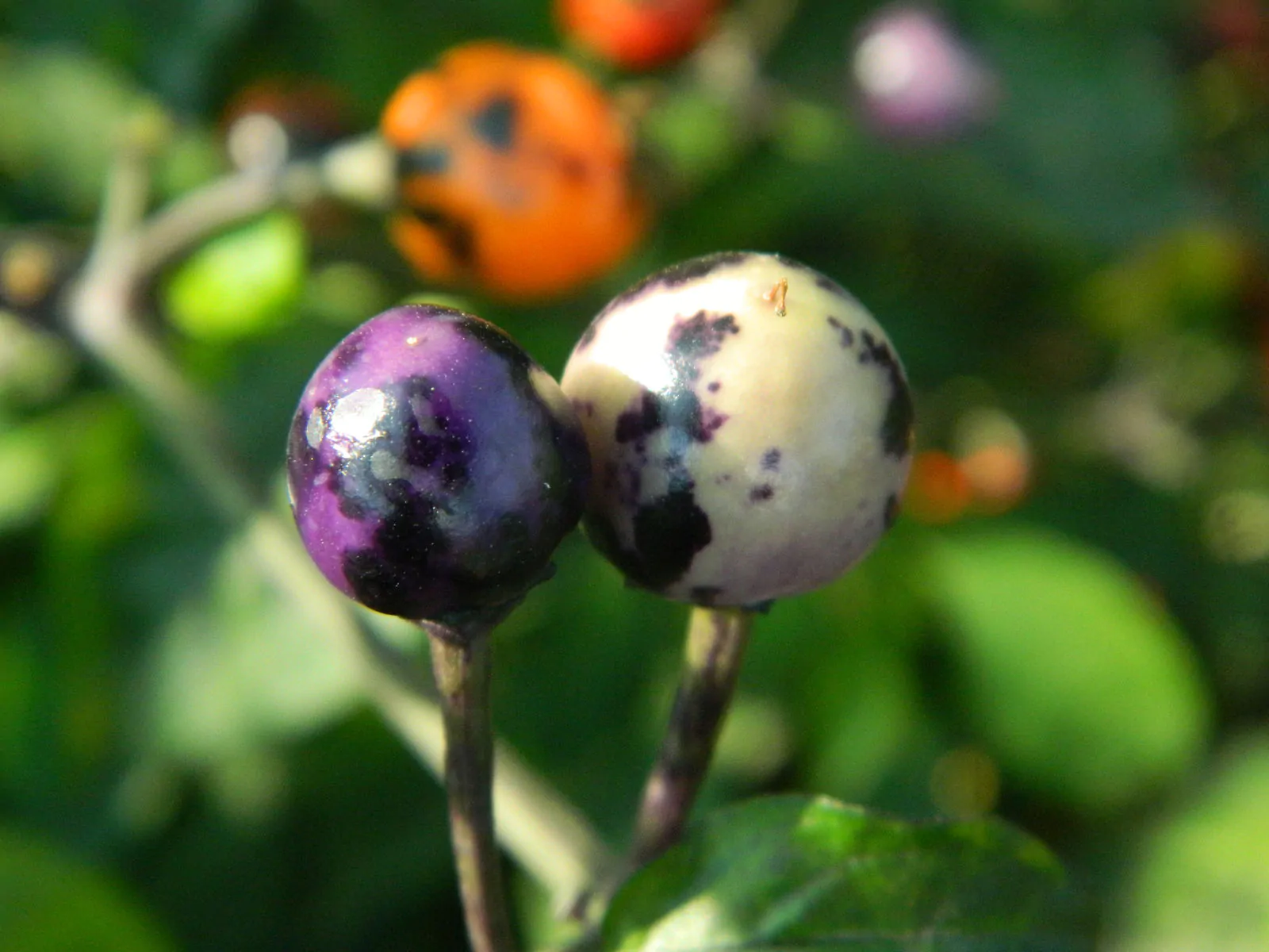 Faddas AC 101 B Chilli Seeds - Image 8