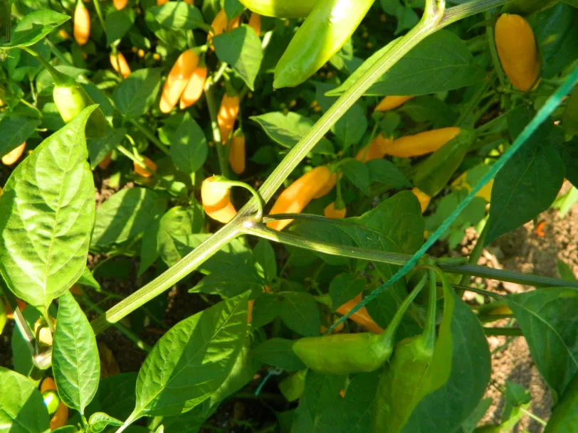 AJI Cito Chilli Seeds - Image 6