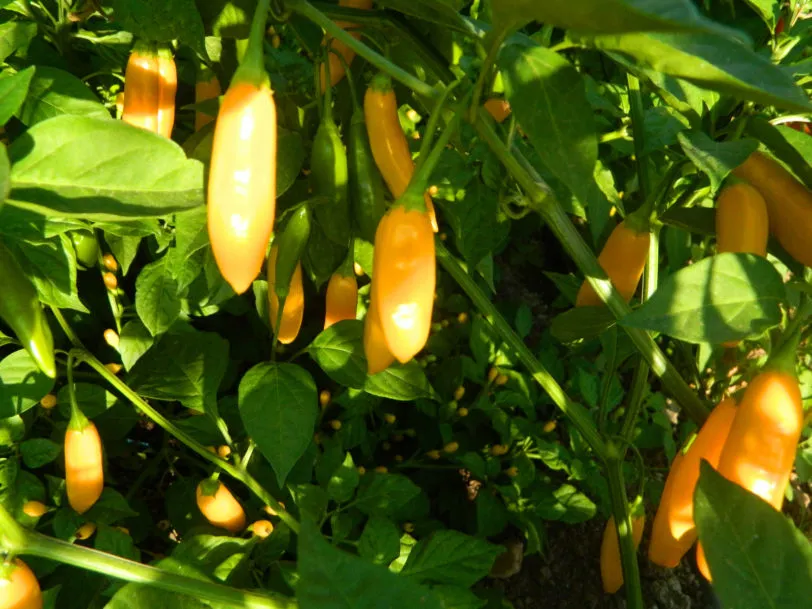 AJI Cito Chilli Seeds - Image 7