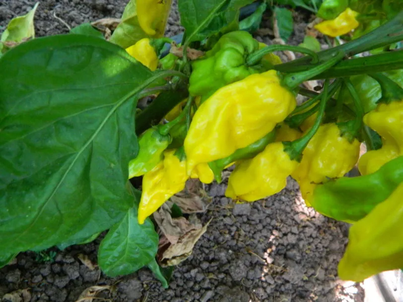 7 Pot Lobotomy Yellow Chilli Seeds - Image 2