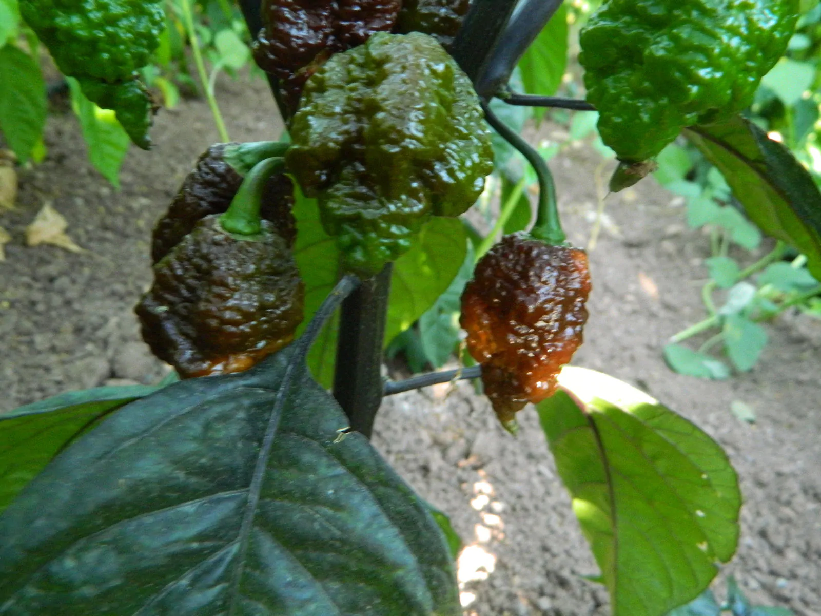 Testanera Chocolate Chilli Seeds - Image 9