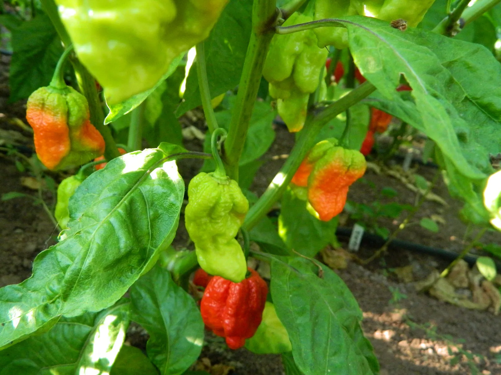 7 Pot Gigantic Congo SR Chilli Seeds - Image 7