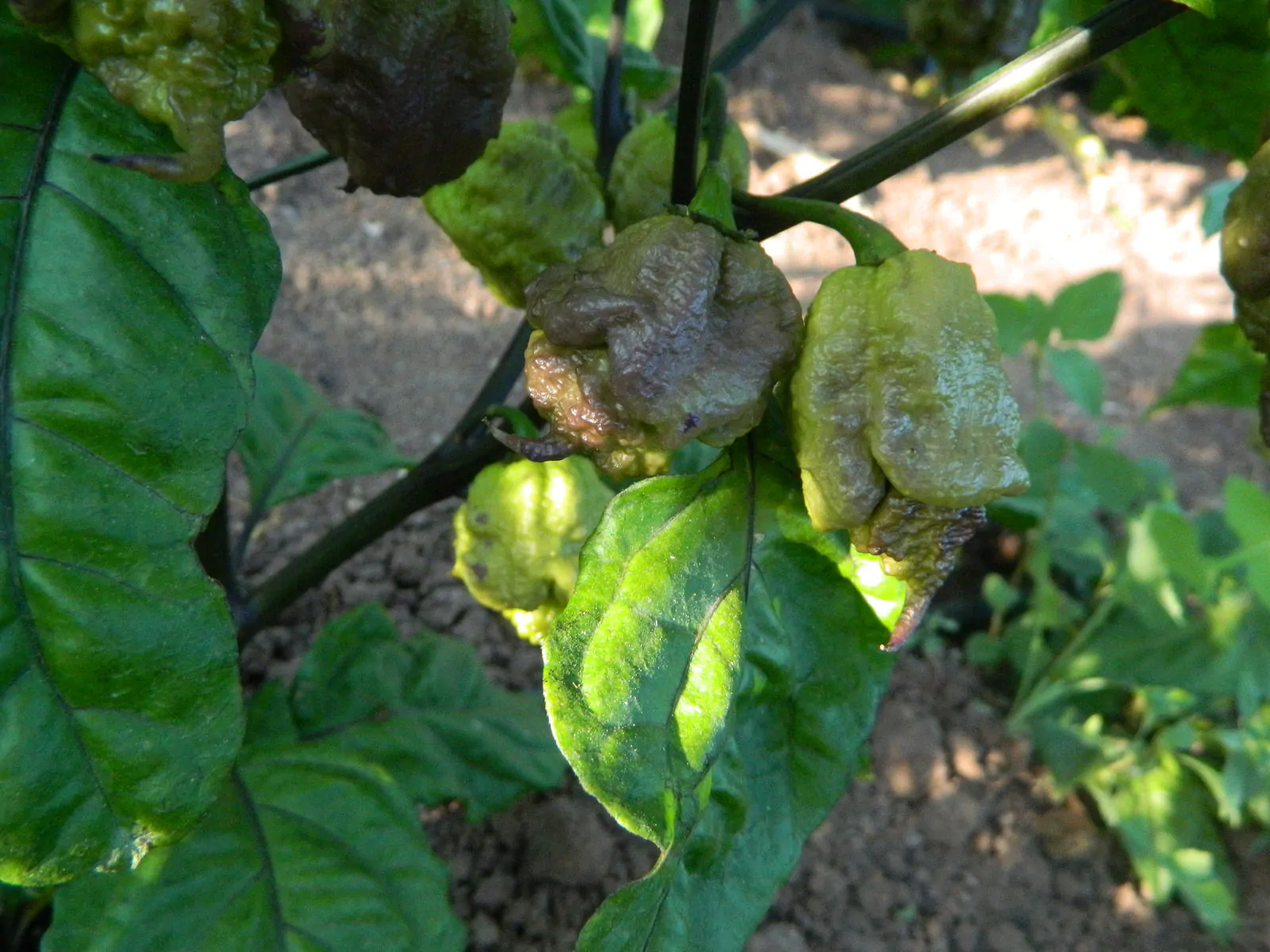 Purple Death Chilli Seeds - Image 14