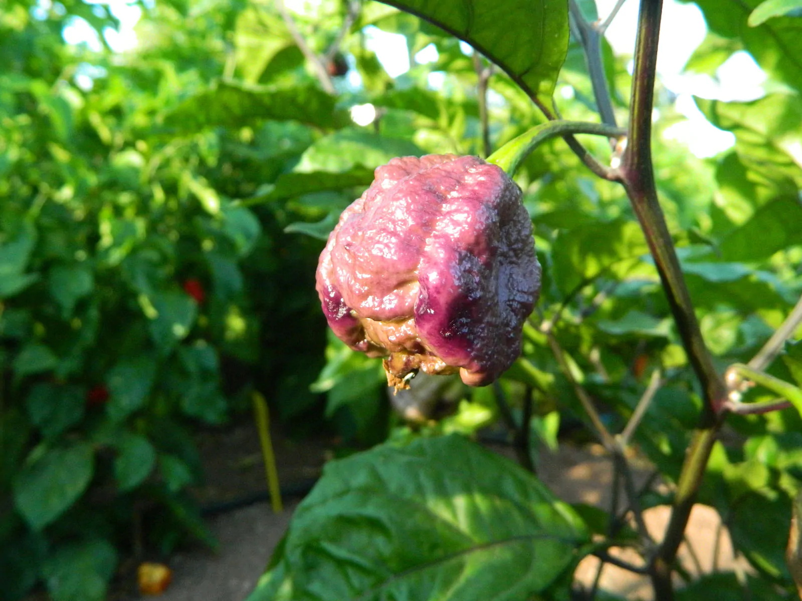 Purple Death Chilli Seeds - Image 2