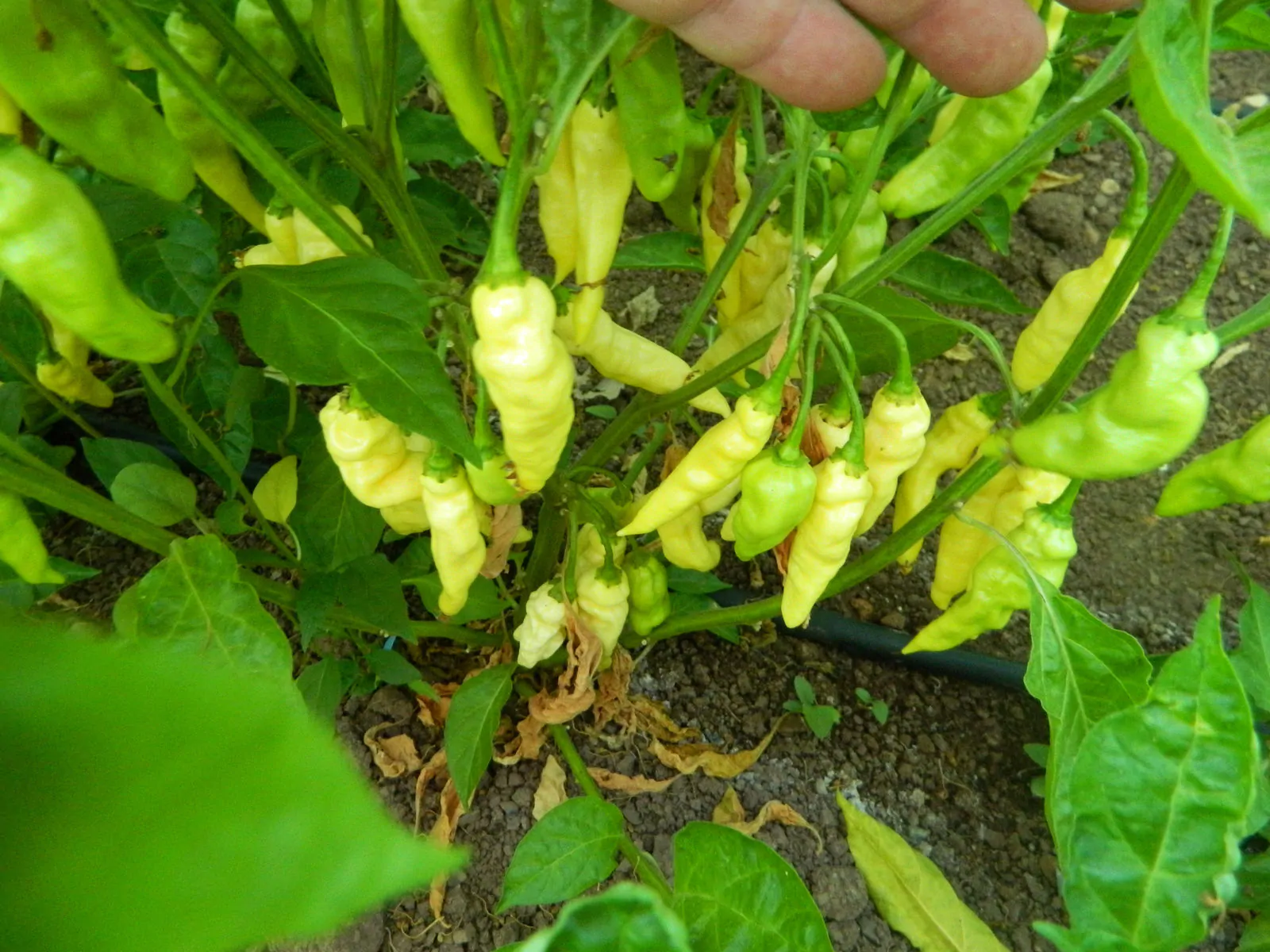 Devils Tongue White Chilli Seeds - Image 5
