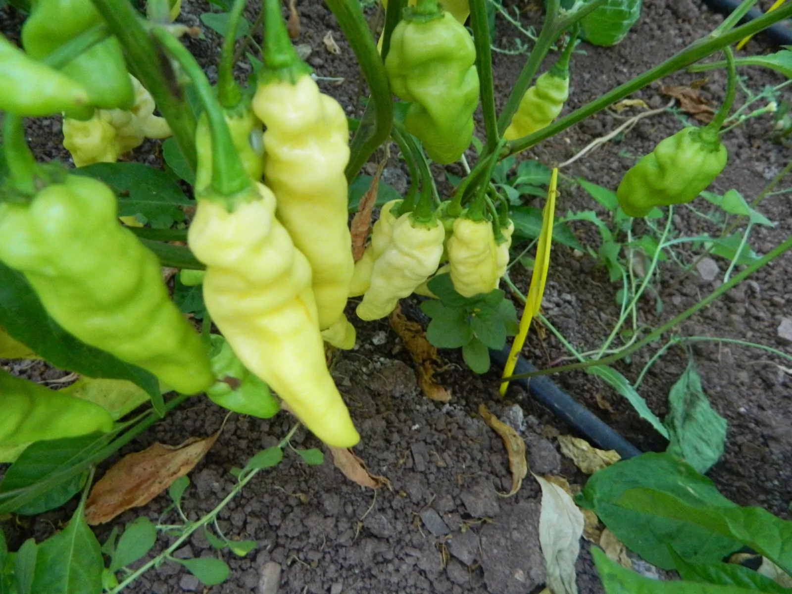 Devils Tongue White Chilli Seeds - Image 3