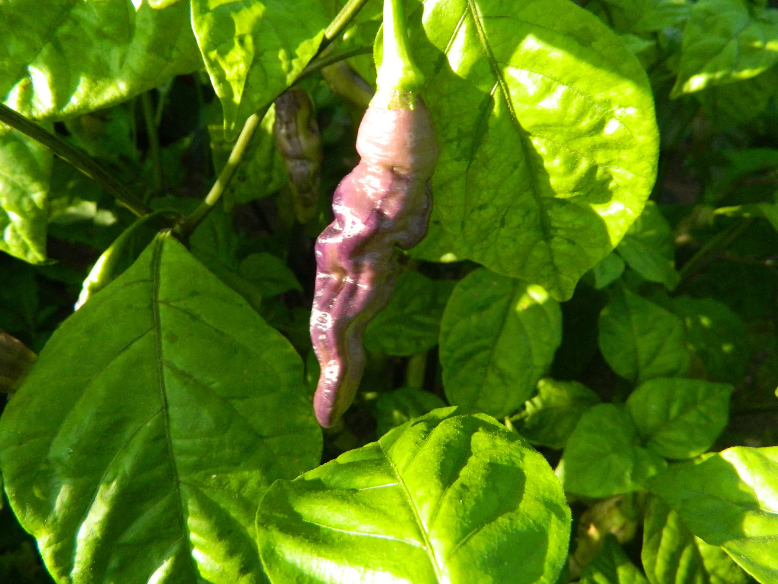 FruitGum Red Multicoloured Chilli Seeds - Image 4