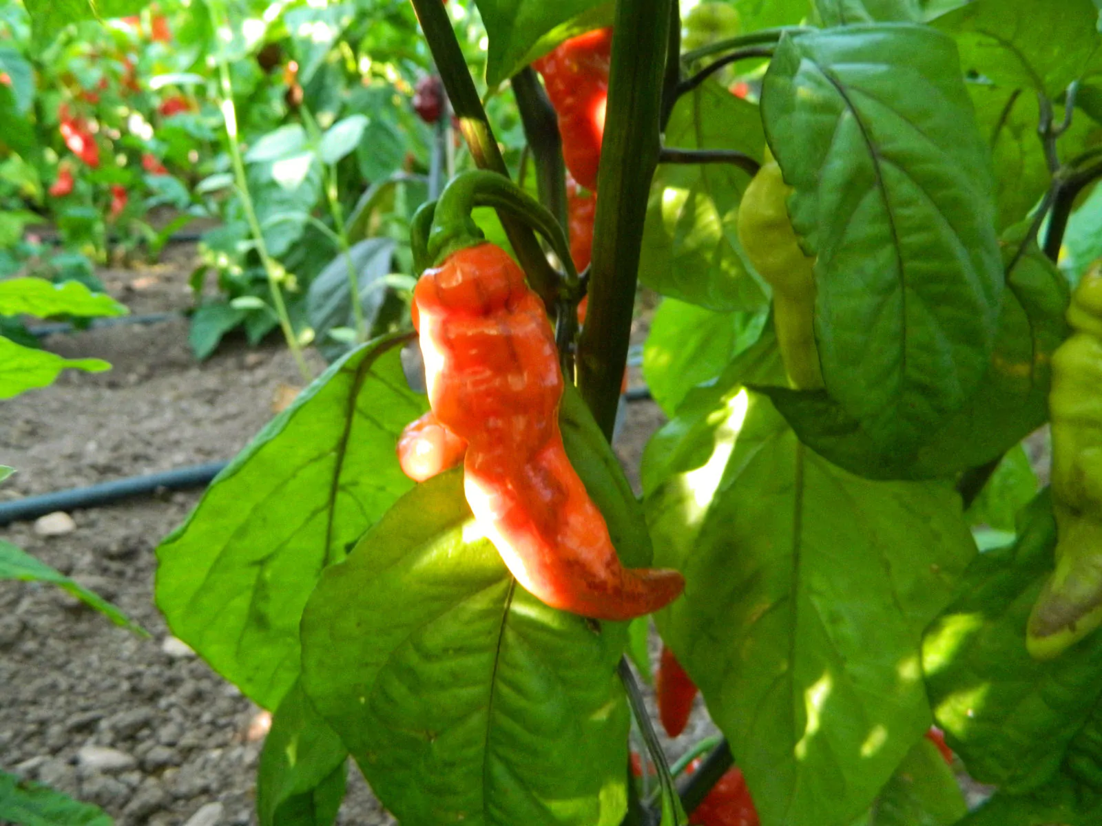 FruitGum Red Multicoloured Chilli Seeds - Image 6