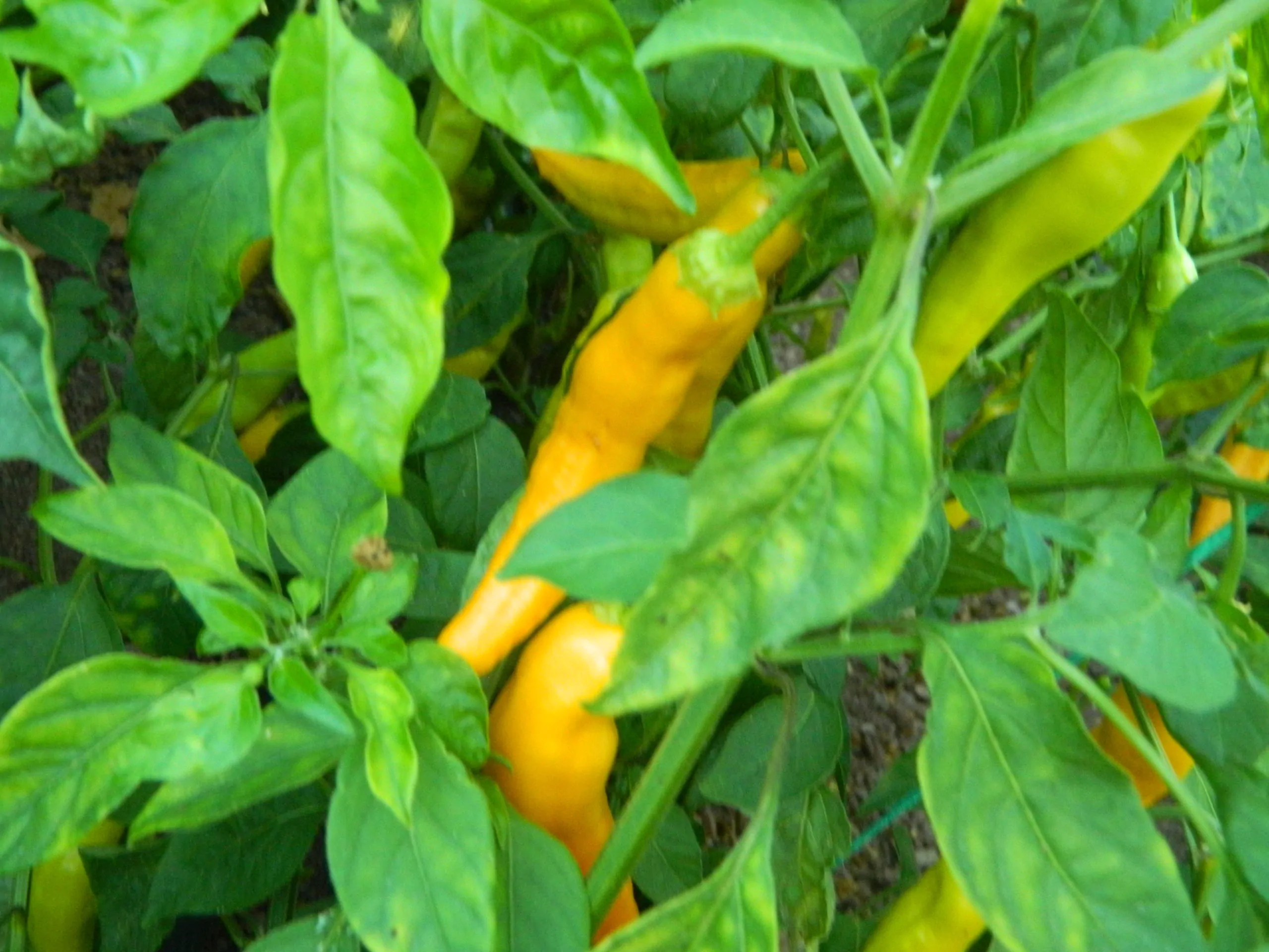 Aji Ahuachapan Chilli Seeds - Image 3