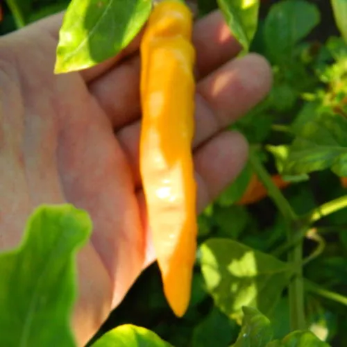 Aji Ahuachapan Chilli Seeds
