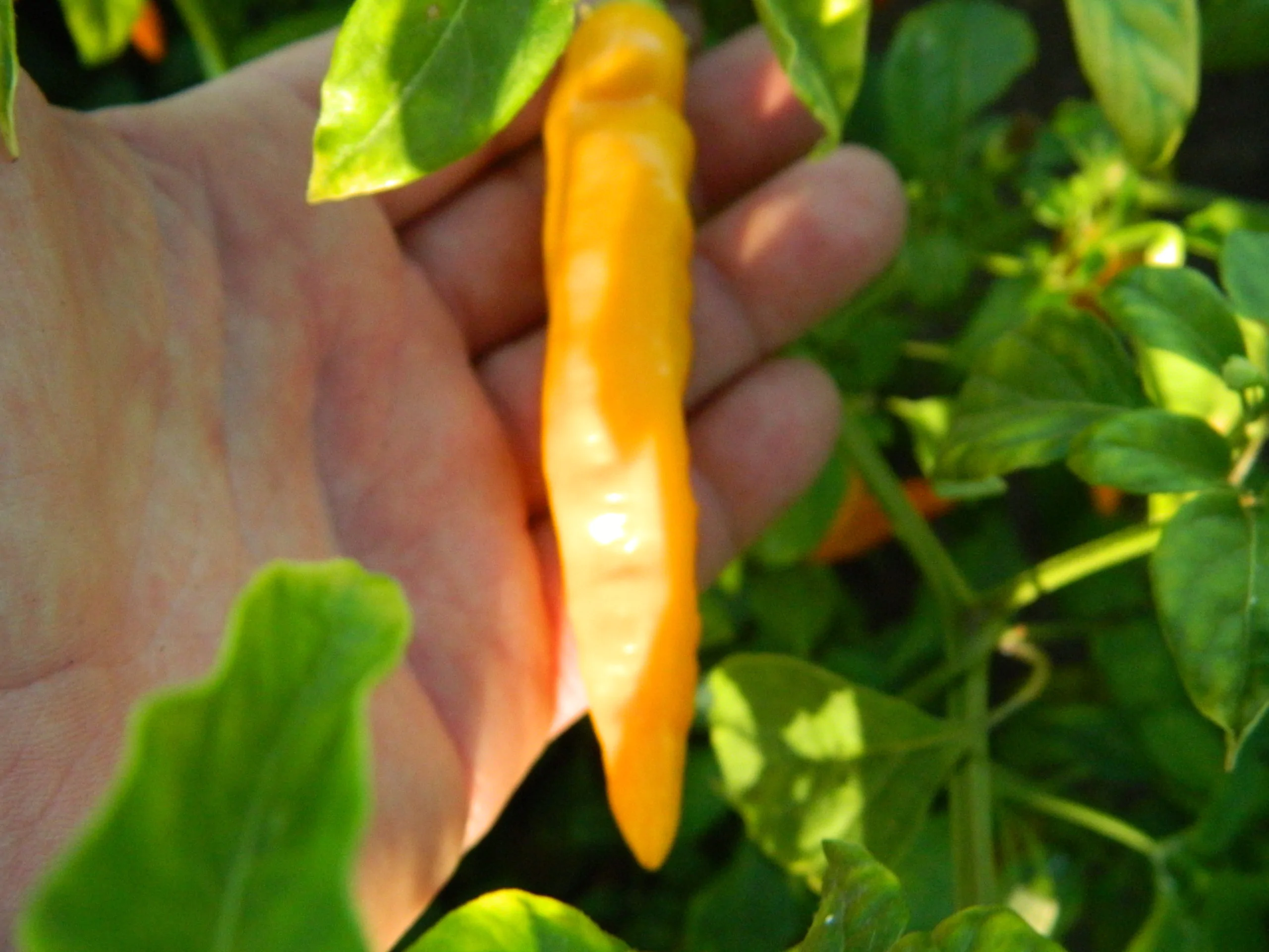 Aji Ahuachapan Chilli Seeds