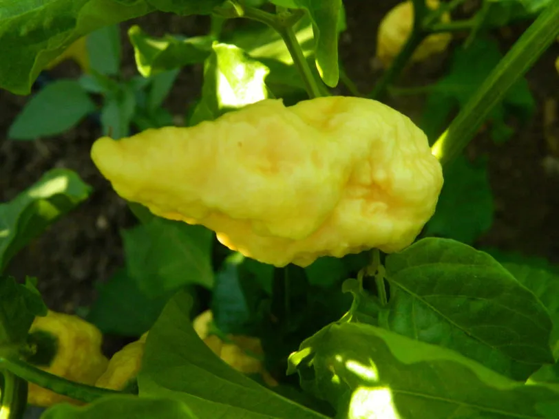 Bengal Naga Peach Chilli Seeds - Image 8