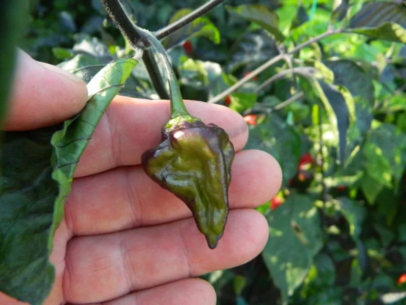 BBG7 MAMP XXL Red Pheno Chilli Seeds - Image 5