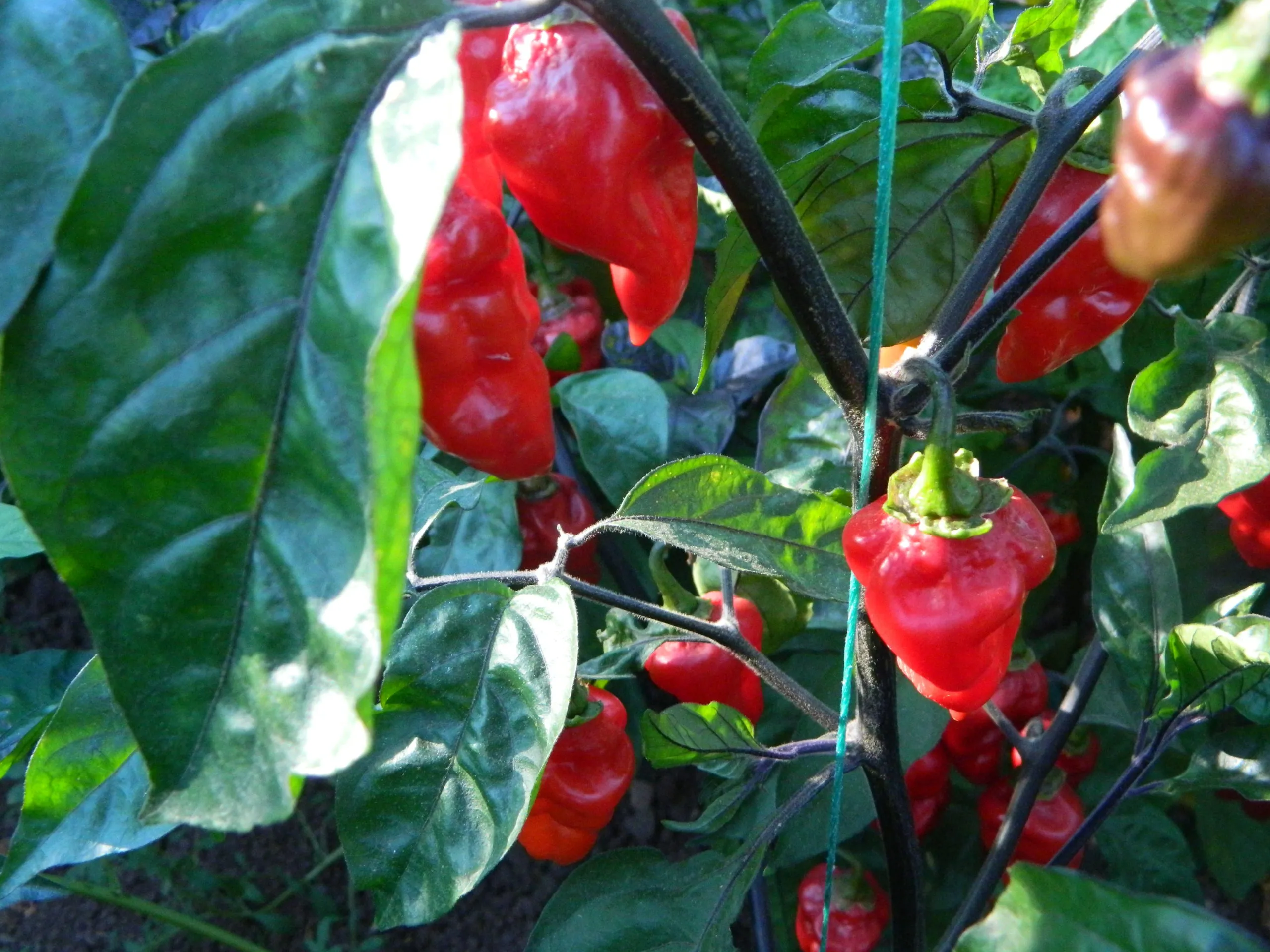 BBG7 MAMP XXL Red Pheno Chilli Seeds - Image 2